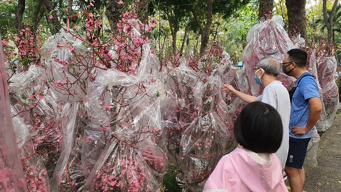 Hoa đào tại công viên 23/9 chiều 26 Tết. Ảnh: Lệ Chi.