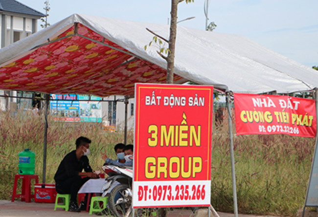 Cò đất tại khu tái định cư Lộc An - Bình Sơn.