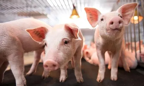 Quý I, Dabaco Việt Nam (DBC) hoàn thành kế hoạch lãi hơn 33%, dự kiến trả cổ tức với tỷ lệ 15%