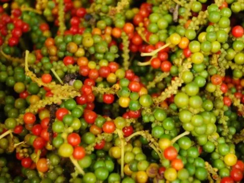 Việt Nam xuất khẩu gần 66 triệu USD hạt tiêu sang thị trường Mỹ