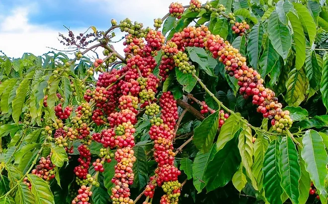 Giá cà phê xuất khẩu cao kỷ lục tăng 74% so với cùng kỳ